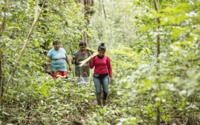 Evaluación Final del Proyecto Unión Natural sobre Manejo Forestal Sostenible en el Pacífico Colombiano