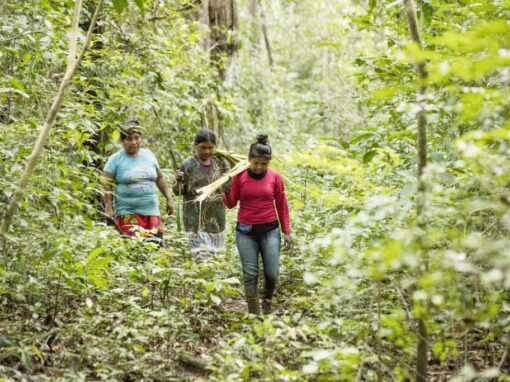 Evaluación Final del Proyecto Unión Natural sobre Manejo Forestal Sostenible en el Pacífico Colombiano