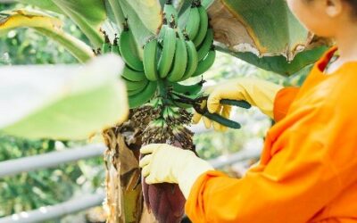 Enquêtes auprès des ménages et des travailleurs sur les pratiques de production de banane plantain et de banane dans le cadre du projet « Biodiversité pour des Écosystèmes Résilients dans les Paysages Agricoles (B-REAL) » à Putumayo – Colombie