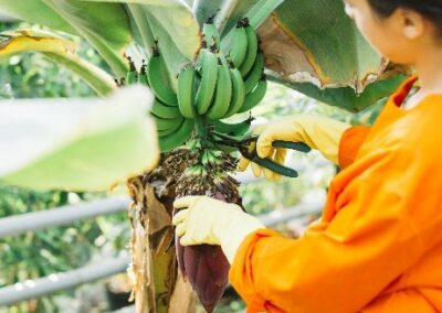 Data collection from households and workers on plantain and banana production practices within the framework of the “Biodiversity for Resilient Ecosystems in Agricultural Landscapes (B-REAL)” project in Putumayo – Colombia