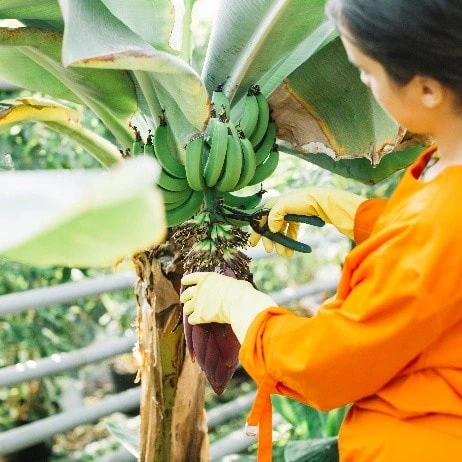 Data collection from households and workers on plantain and banana production practices within the framework of the “Biodiversity for Resilient Ecosystems in Agricultural Landscapes (B-REAL)” project in Putumayo – Colombia