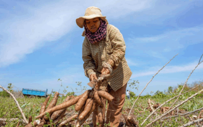 Étude diagnostique sur l&rsquo;informalité dans le secteur agro-alimentaire cambodgien – Cambodge
