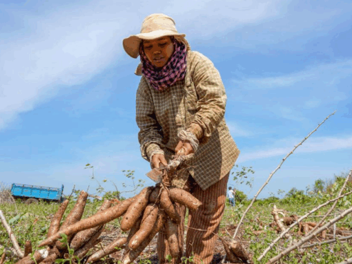Étude diagnostique sur l&rsquo;informalité dans le secteur agro-alimentaire cambodgien – Cambodge