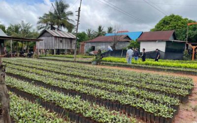Study aimed at identifying the extent and location of deforestation associated with cashew cultivation in Stung Treng – Cambodia