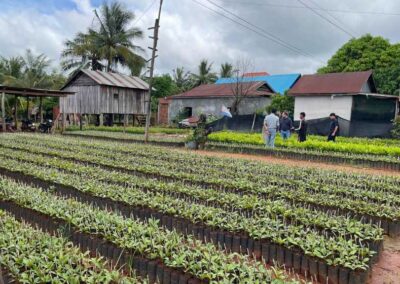 Étude visant à identifier l’ampleur et la localisation de la déforestation liée à la culture de la noix de cajou à Stung Treng – Cambodge