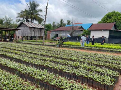 Étude visant à identifier l’ampleur et la localisation de la déforestation liée à la culture de la noix de cajou à Stung Treng – Cambodge