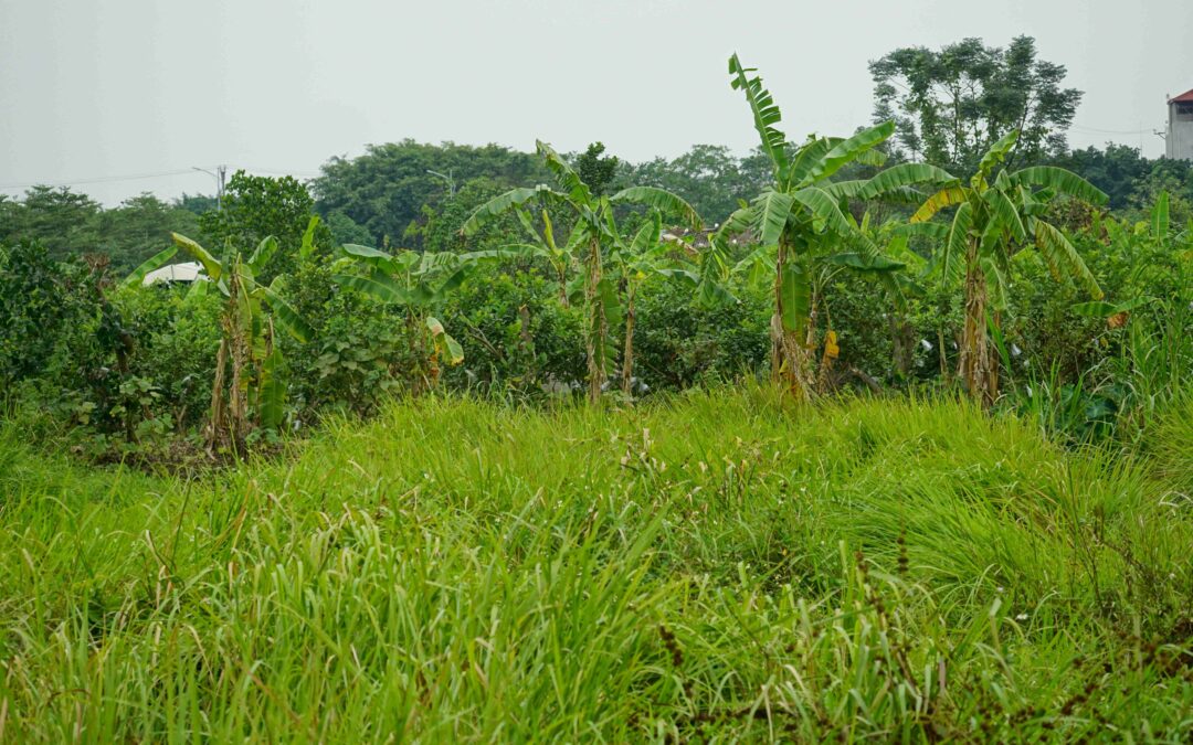 Evaluación de un proceso de adquisición de tierras – Liberia