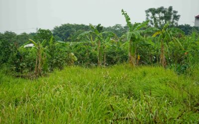 Review of a land acquisition process – Liberia