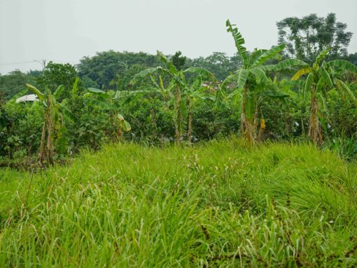 Analyse d’un processus d’acquisition foncière – Libéria