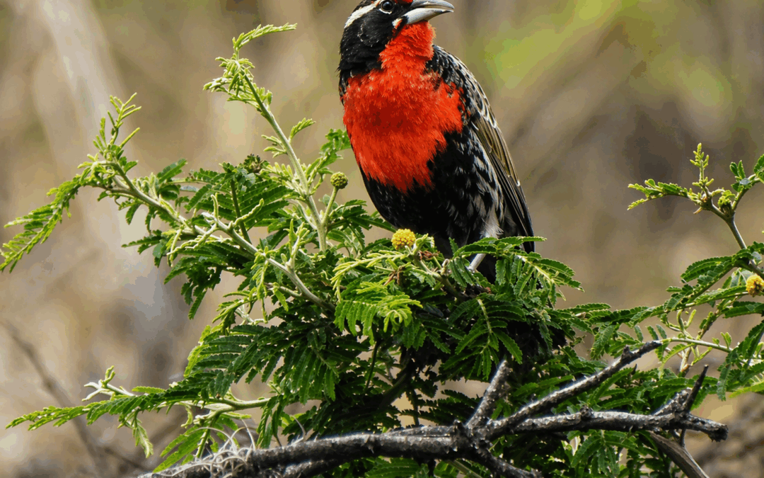 Avian and bat surveys in compliance with international standards – Ecuador
