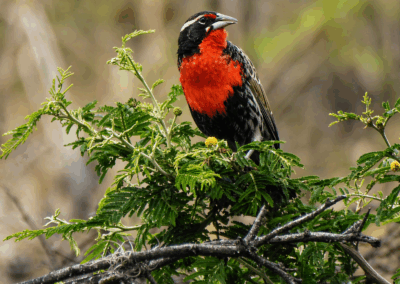 Avian and bat surveys in compliance with international standards – Ecuador