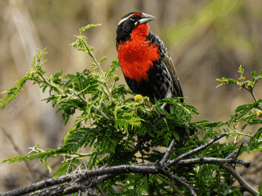 Etude des oiseaux et des chauves-souris en conformité avec normes internationales – Équateur