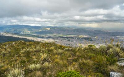 Proyecto piloto de restauración y gestión de especies invasoras en Bogotá – Colombia