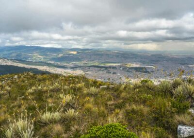 Proyecto piloto de restauración y gestión de especies invasoras en Bogotá – Colombia