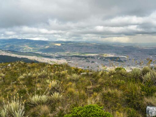 Projet pilote de restauration et de gestion des espèces envahissantes à Bogotá – Colombie