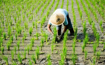 Évaluation d&rsquo;un projet d&rsquo;agriculture intelligente visant à l&rsquo;adaptation au changement climatique dans la production rizicole – Colombie