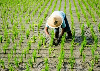 Evaluation of a smart agriculture project for climate adaptation in rice production – Colombia