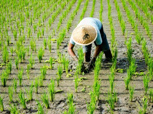 Évaluation d&rsquo;un projet d&rsquo;agriculture intelligente visant à l&rsquo;adaptation au changement climatique dans la production rizicole – Colombie