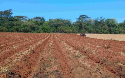 Evaluación de impacto en Derechos Humanos en la cadena de caña de L’Oréal, Paraguay