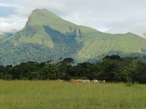 Étude d’impact social pour le projet d’exploitation de minerai de fer de Kon Kweni – Guinée